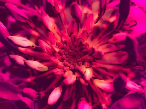 Abstract macro texture spider flower radial pattern pink magenta background Foto stock
