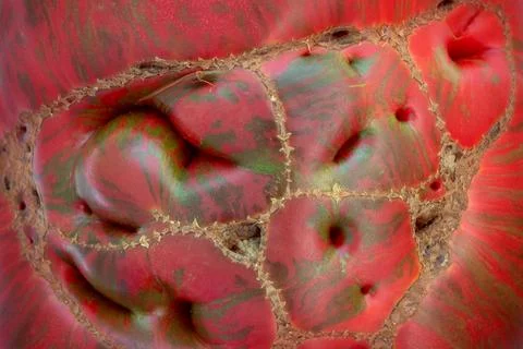 Abstract macro texture of striped tomato with unusual red and green pattern Stock Photos
