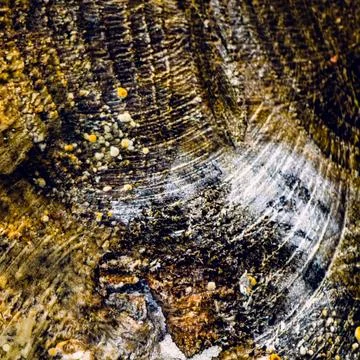 Abstract macro texture of tree stump with fungal residue and radial patterns Stock Photos