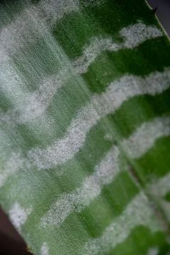 Abstract macro texture of variegated tropical leaf stripes Stock Photos