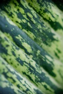 Abstract macro texture of variegated tropical foliage Stock Photos