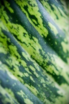 Abstract macro texture of variegated tropical foliage Stock Photos