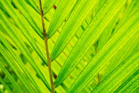 Abstract macro of tropical leaf Foto stock