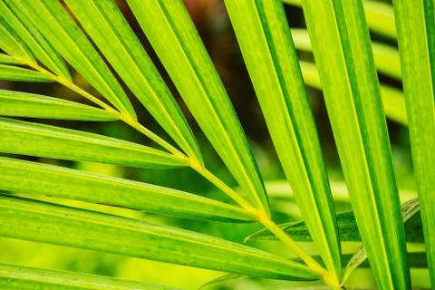 Abstract macro of tropical leaf Foto stock