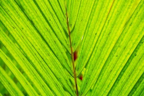 Abstract macro of tropical leaf Foto stock