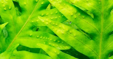 Abstract macro of tropical leaf Foto stock