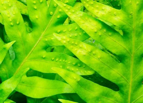 Abstract macro of tropical leaf Foto stock