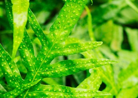 Abstract macro of tropical leaf Foto stock