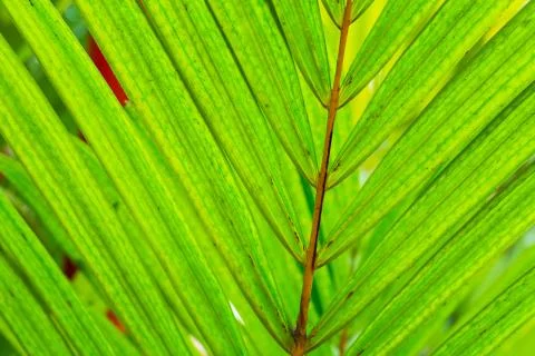 Abstract macro of tropical leaf Foto stock