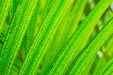 Abstract macro of tropical leaf Foto stock