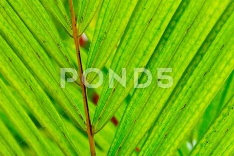 Abstract macro of tropical leaf Stock-Fotos