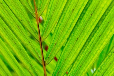 Abstract macro of tropical leaf Foto stock