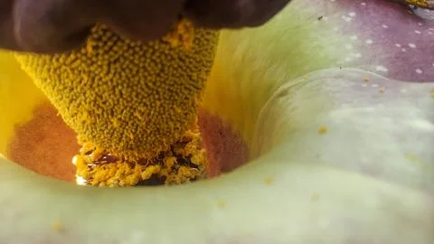 Abstract Macro View of a Vibrant Flower Interior with Yellow Pollen Foto stock