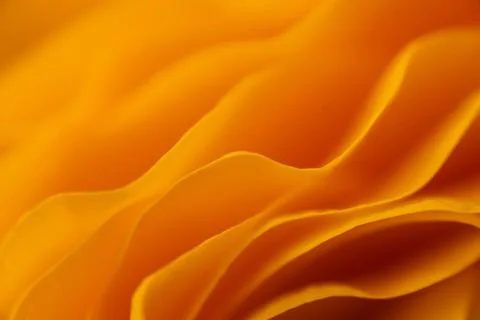 Abstract macro of yellow ranunculus petals with soft curves Stock Photos