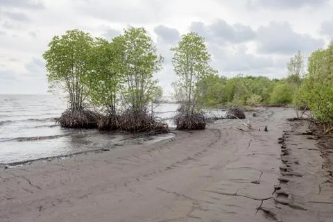 Abstract mangrove forest Stock Photos
