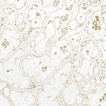 Abstract Marble texture. White marble with gold veins. Can be used for backgr Stock Illustration