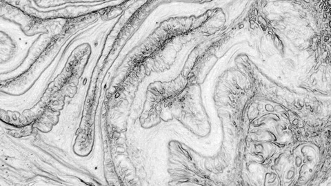 Abstract Marbleized Black and White Creative Colors Effect Background 84 Stock Footage 325138137