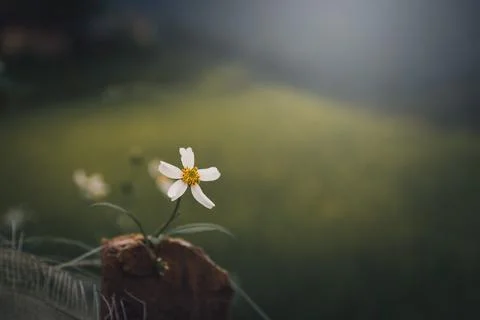 Abstract meadow background with grass in the meadow and sunset, Vintage tones Stock Photos