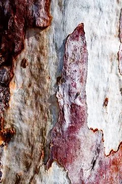 Abstract Mediterranean Bark Texture Stock Photos
