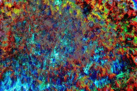 Abstract mediterranean pine branch, changed color, bright colorful background Stock Photos