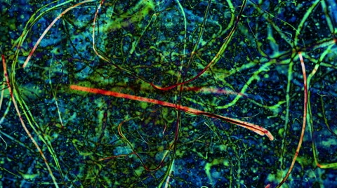 Abstract microbial strands ripple and pulse - Video Background 2179 HD, 4K Stock Footage 53325681
