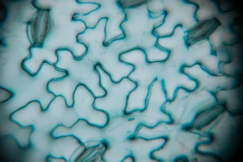 Abstract microscopic image showcasing intricate patterns of organic shapes .. Stock Photos