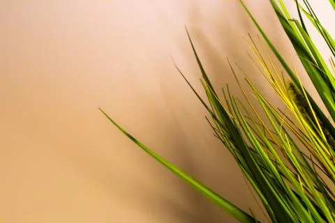 Abstract Minimalist Plant Against Solid Background Stock Photos