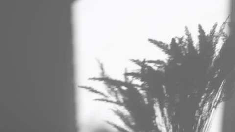 Abstract, minimalistic background with a moving plant Video stock 164842196