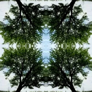 Abstract Mirror Collage of Leaning Tree 2 Stock Photos