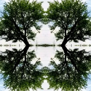Abstract Mirror Collage of Leaning Tree 3 Stock Photos