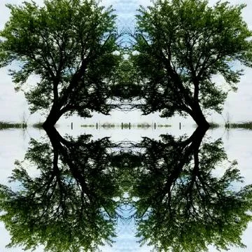 Abstract Mirror Collage of Leaning Tree 1 Stock Photos
