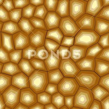 Turtle Shell Patterns To Draw Eastern Box Turtle, Shell Pattern