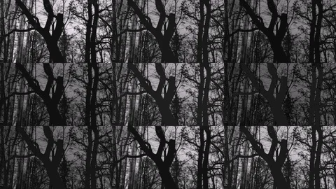 Abstract Monochrome Background With Big Trees At Different Filters Video stock 91251553