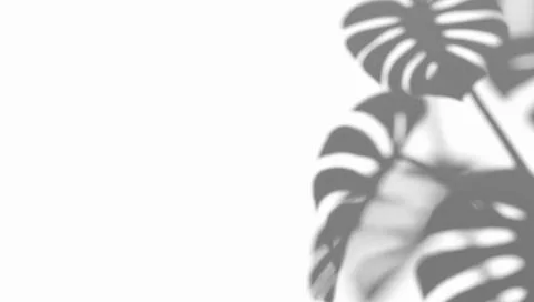 Abstract monstera corner shadow on wind background イラスト素材