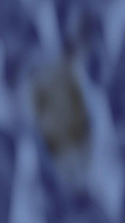 Abstract morphing gradient animated background with steel sky colors Stock Footage 331014400