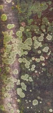 Abstract moss stuck to the wall 스톡 사진