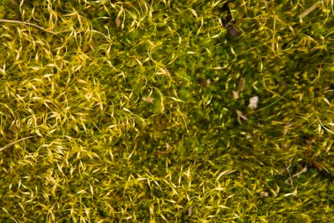 Abstract mossy background Stock Photos
