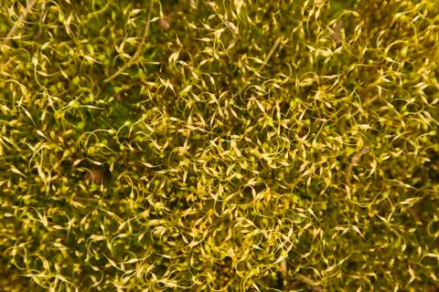 Abstract mossy background Stock Photos
