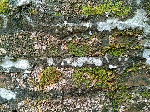 Abstract mossy brick wall background Stock Photos