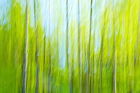 Abstract motion blur spring summer green forest sunny texture background Stock-Fotos