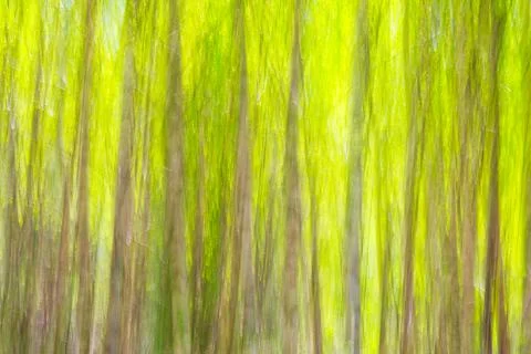 Abstract motion blur spring summer green forest sunny texture background Foto stock