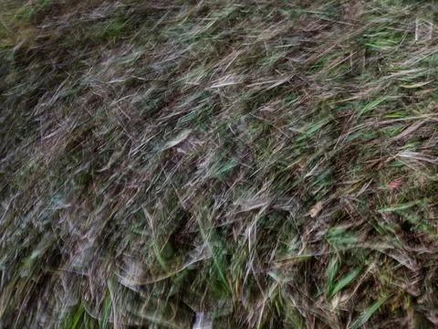 Abstract motion blur texture background of green grass mixed Stock Photos