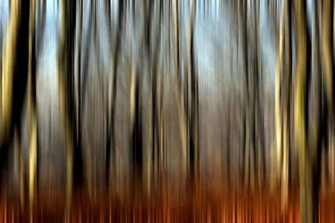 Abstract motion blur of trees in a forest イラスト素材