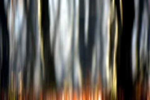Abstract motion blur of trees in a forest イラスト素材