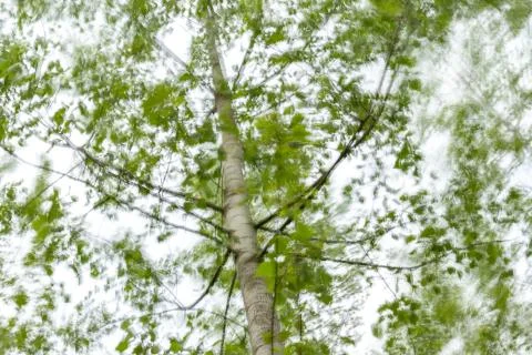 Abstract motion blur of trees in a forest. poplar tree Stock Photos
