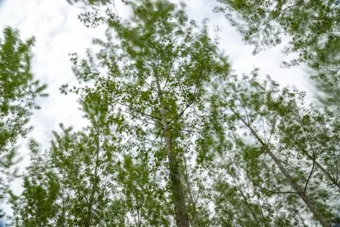 Abstract motion blur of trees in a forest. poplar tree Stock Photos