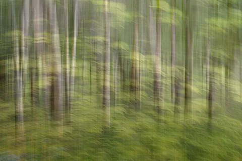 Abstract motion blur, trees trunk &amp; leaves, yellow green background Stock Photos