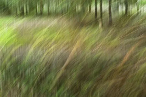 Abstract motion blur, trees trunk &amp; leave, yellow green background Stock Photos