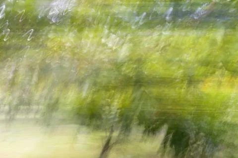 Abstract motion blur, trees trunk &amp; leave, yellow green background Stock Photos