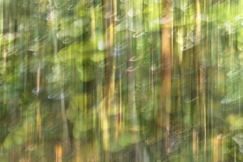 Abstract motion blur, trees trunk &amp; leave, yellow green background Stock Photos